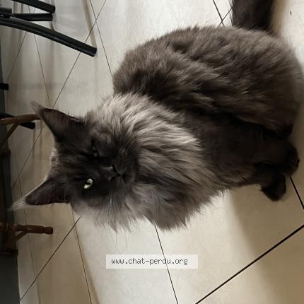 Foto 2/2 Silver Chat perdido en Arpajon