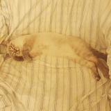 Foto del gato perdido en Coubeyrac