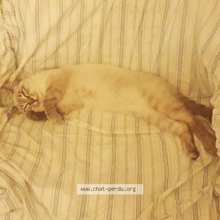 Foto 1/1 Oreo Chat perdido en Coubeyrac