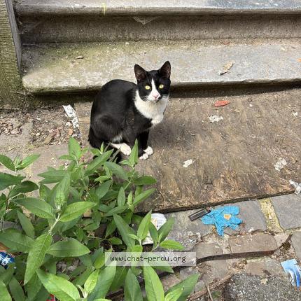 Foto 1/1 Gato encontrado Encontrado en Bruxelles