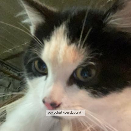 Foto 1/2 Bueno Chat perdido en Sarcelles