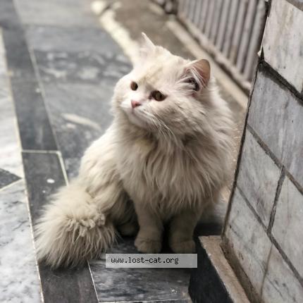 Foto 1/1 Olaf Chat perdido en Wah cantt