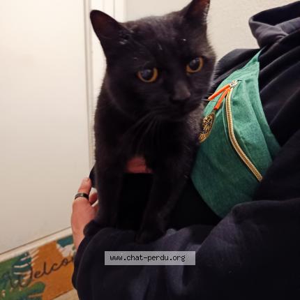 Foto 1/1 Gato encontrado Encontrado en Pau