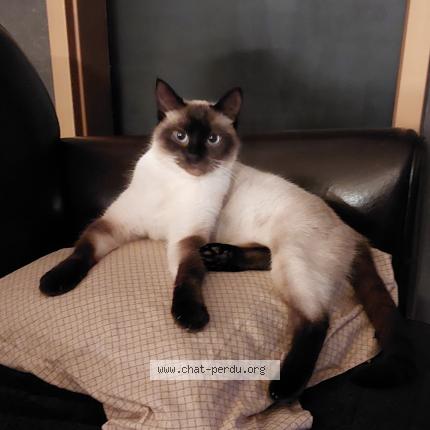 Foto 1/1 Mia Chat perdido en Woippy