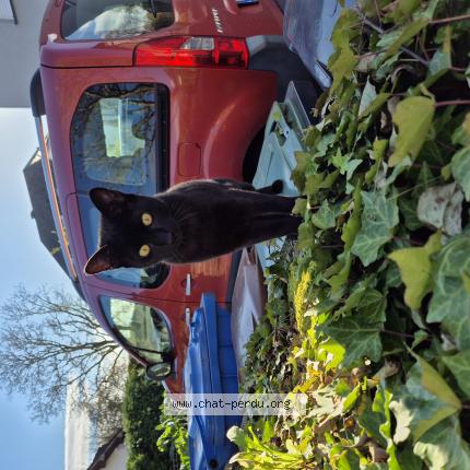 Foto 1/1 Puma Chat perdido en Weiswampach