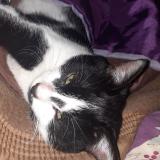 Foto del gato perdido en Ressons Sur Matz