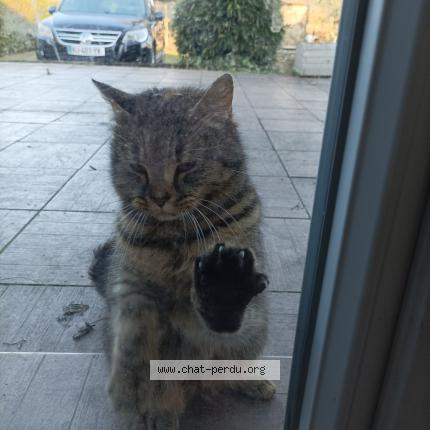 Foto 1/1 Gato encontrado Encontrado en La chapelle heulin