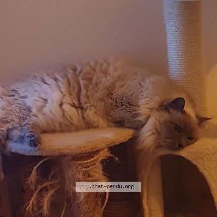 Foto 1/1 Zapato Chat perdido en Medan