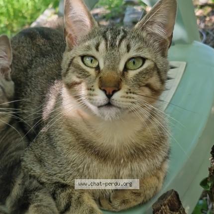 Foto 1/1 Valefore Chat perdido en Frejus