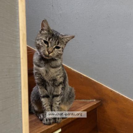 Foto 1/1 Kitty Chat perdido en Querqueville