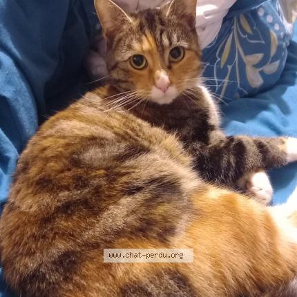 Foto 1/1 biscote Chat perdido en Croix 59170