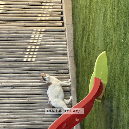 Foto 1/1 Gato encontrado Encontrado en Nezignan l eveque