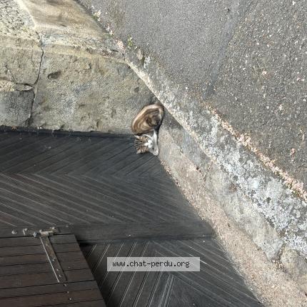 Foto 1/1 Gato encontrado Encontrado en Semur en auxois