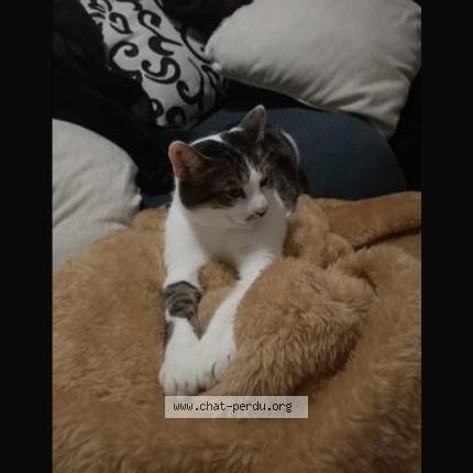 Foto 1/3 Maki Chat perdido en Sainte genevieve des bois