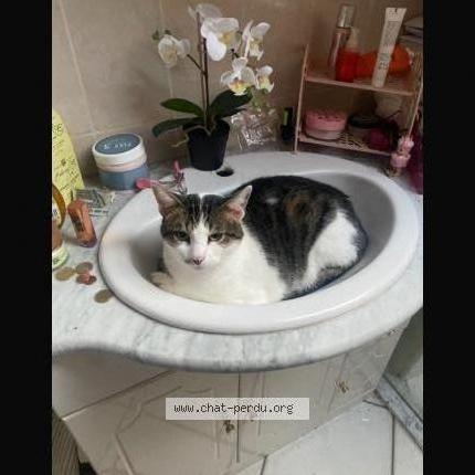 Foto 2/3 Maki Chat perdido en Sainte genevieve des bois