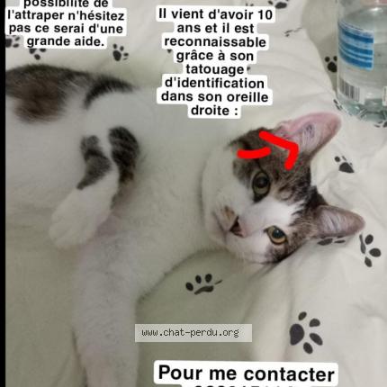 Foto 3/3 Maki Chat perdido en Sainte genevieve des bois