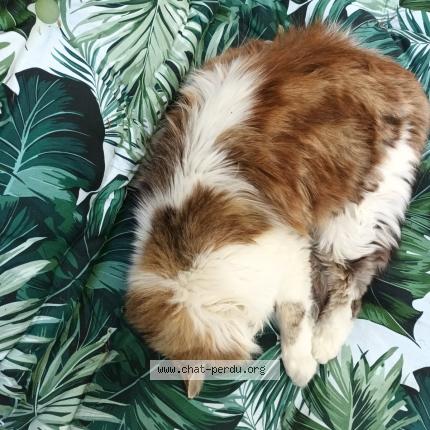 Foto 1/1 Fluffy Chat perdido en Beaumes de venise