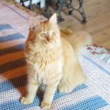 Foto del gato perdido en Roudouallec