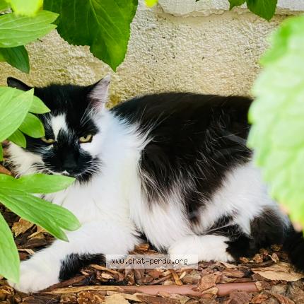 Foto 1/1 Gully Chat perdido en Dijon