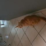 Foto del gato perdido en Brives Charensac