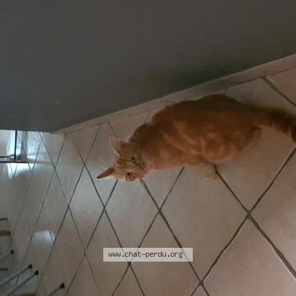 Foto 1/1 Garfield Chat perdido en Brives charensac