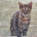 Foto del gato perdido en Brives Charensac