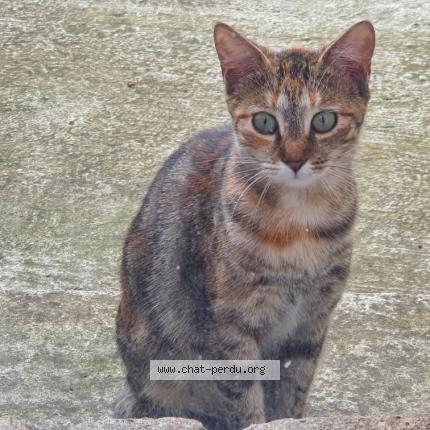 Foto 1/1 Ch&acirc;taigne Chat perdido en Brives charensac
