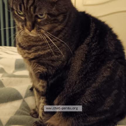 Foto 1/1 Isis Chat perdido en La riche