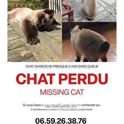 Foto 1/1 Goa Chat perdido en Sainte genevieve des bois