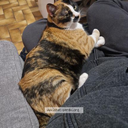 Foto 1/1 Moustache Chat perdido en Saint vallier