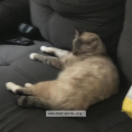 Foto 1/1 Leveneur Chat perdido en Le tampon