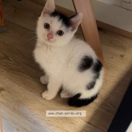 Foto 1/1 Chouchou Chat perdido en Chauvigny