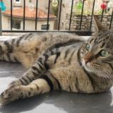 Foto del gato perdido en Meyrannes