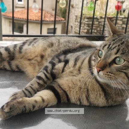 Foto 1/1 Tigrou Chat perdido en Meyrannes
