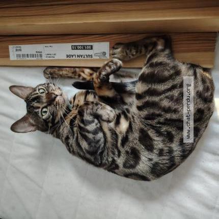 Foto 1/2 Tokyo Chat perdido en Tourcoing