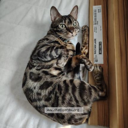 Foto 2/2 Tokyo Chat perdido en Tourcoing