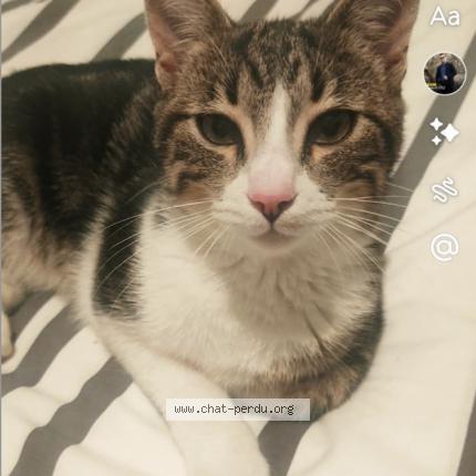 Foto 1/1 mimi Chat perdido en Oraison