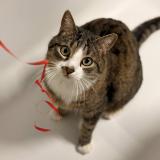 Foto del gato perdido en Berstett