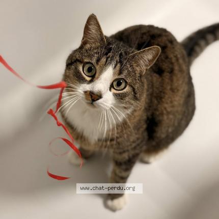 Foto 1/1 LOULOU Chat perdido en Berstett