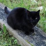 Foto del gato perdido en Carnoux En Provence