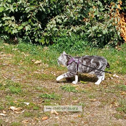 Foto 1/1 Grisette Chat perdido en Pleubian