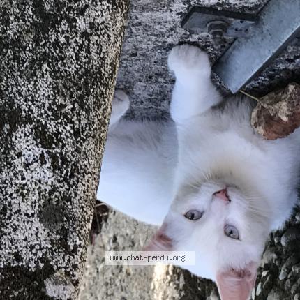 Foto 1/1 Gato encontrado Perdido en Bourg de peage