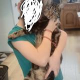 Foto del gato perdido en Raches