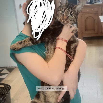 Foto 1/1 Uby Chat perdido en Raches