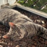 Foto del gato perdido en Calvisson