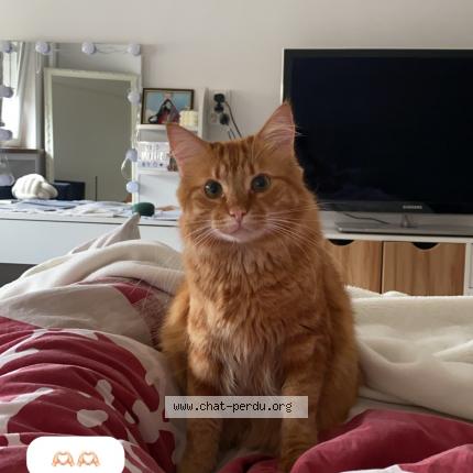 Foto 1/1 Tigrou Chat perdido en Metz