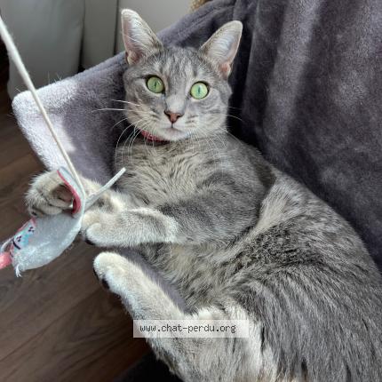 Foto 1/1 Stella Chat perdido en Alixan