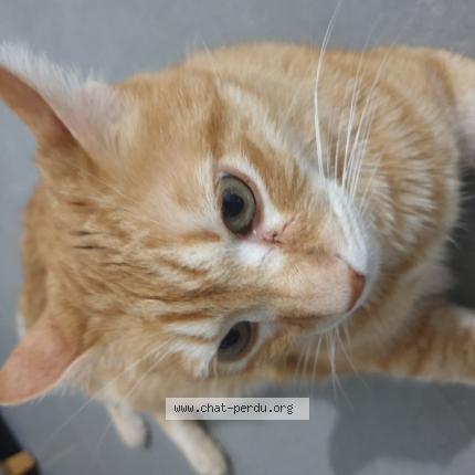 Foto 1/1 Mao Chat perdido en Caromb