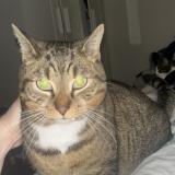 Foto del gato perdido en Villeparisis