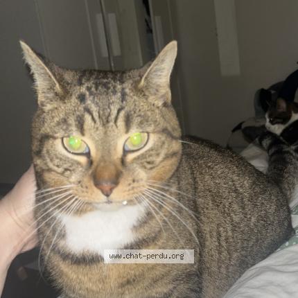 Foto 1/1 Grisette Chat perdido en Villeparisis